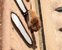 pipistrellus