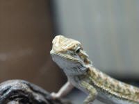 pogona vitticeps jeune