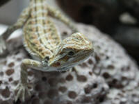 pogona vitticeps jeune