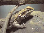 agame pogona