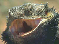 Agame pogona