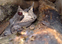 proceratophrys.jpg
