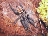 psalmopoeus irminia