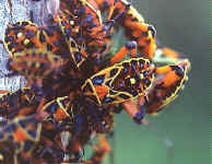 punaises