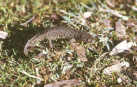 Pleurodeles waltl
