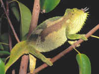cameleon quadricorne