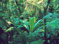 for�t tropicale