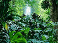 foret pluviale
