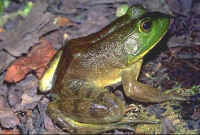 rana catesbeiana