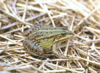rana esculenta