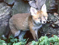 renard vulpes vulpes