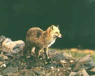 renard