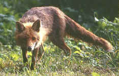 renard