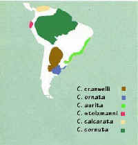 repartition ceratophrys