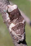 phrynohyas resinifictrix