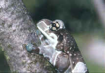rainette de Guyane