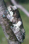 phrynohyas resinifictrix