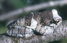 rainette de Guyane
