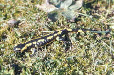 salamandre s.terrestris