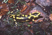 salamandre