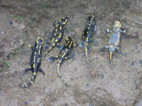 salamandres_mortes.jpg