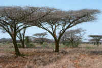 savane � acacias