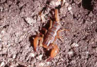 scorpion