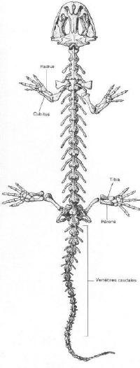 squelette urodele