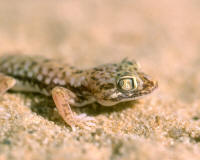 Stenodactylus doriae