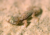 Stenodactylus doriae