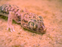 Stenodactylus doriae