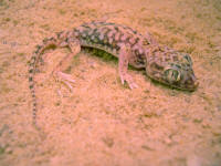 Stenodactylus doriae