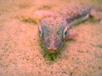 Stenodactylus doriae