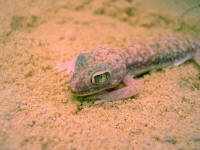 Stenodactylus doriae