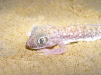 Stenodactylus doriae