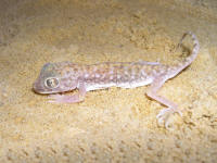 Stenodactylus doriae