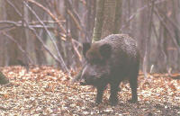 sus scrofa, photo C.-A. Vaucher