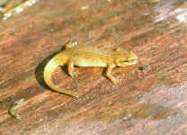 triturus helveticus femelle