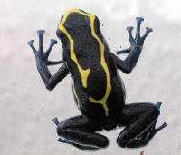 Dendrobate tinctorius