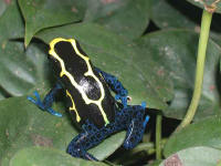 Dendrobate tinctorius