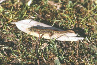 Triturus marmoratus pygmaeus
