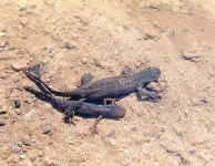 triturus alpestris