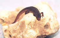 triturus helveticus