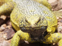 uromastyx8.jpg