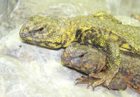 Uromastyx geyri1.jpg
