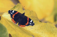 papillon Vulcain