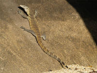 varanusniloticus2.jpg