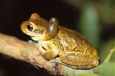 venulosa sacs vocaux 