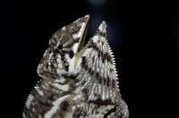 verrucosus