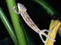 Furcifer verrucosus